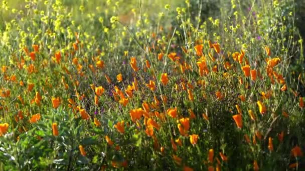 California Super Blom 2019 Pfly Spring Flowers Lake Elsinore Usa — стоковое видео