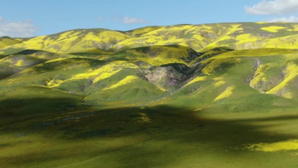 Aerial Shot Goldfields Flowers Super Bloom Mountain Hills Carrizo Plain — Stock Video