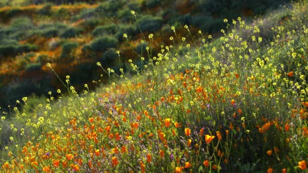 California Super Bloom Poppy Spring Flowers Lake Elsinore Walker Canyon — 비디오