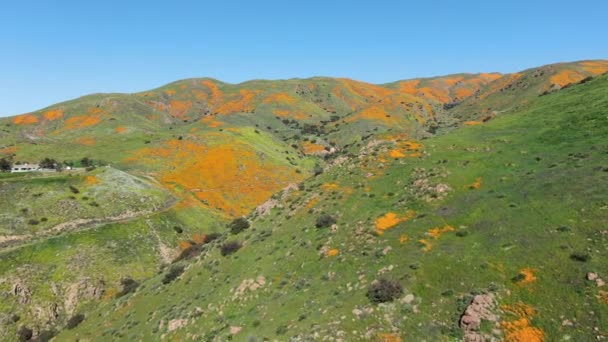 California Poppy Super Bloom Walker Canyon Flygfoto Usa Tillbaka — Stockvideo