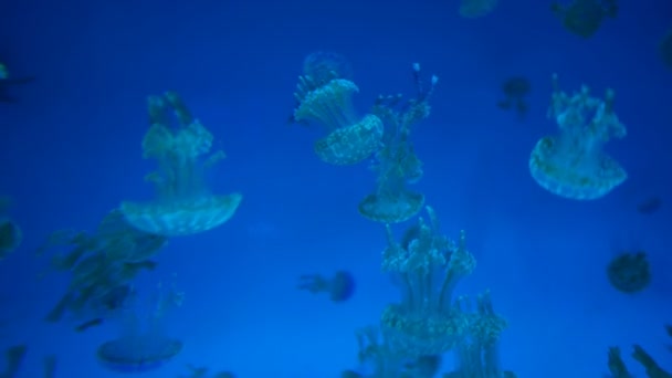 Κοντινό Πλάνο Του Spotted Lagoon Jellyfish — Αρχείο Βίντεο