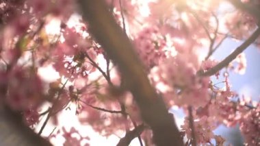 Güneş ışığı ve Kiraz Çiçeği 3 Eksen Dolly Pan ve Tilt Left