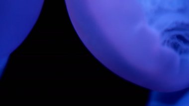 Kara arka planda Ay Denizanası 'nın yakın plan görüntüleri.