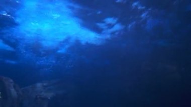 Rocky Shore 'da Sualtı Okyanusu Dalgaları