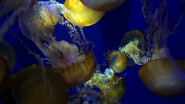 Medusas Ortiga Del Mar Pacífico Nadar Acuario Criaturas Marinas Submarinas — Vídeo de stock