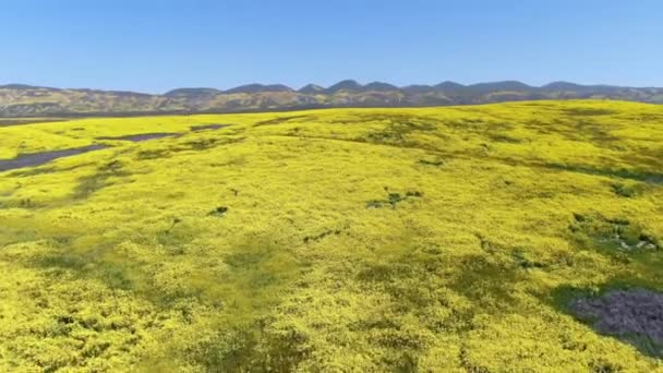 Carrizo Plain Ulusal Anıtı Yakınlarındaki Goldfields Çiçeğiyle Dolu Tepelerin Üzerinden — Stok video