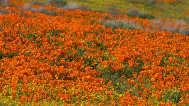 Califórnia Poppy Super Bloom 2019 Antelope Valley — Vídeo de Stock