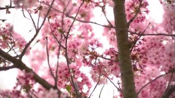 Kiraz Çiçeği Eksen Dolly Şat Bahar Çiçekleri Pan Tilt Sol — Stok video