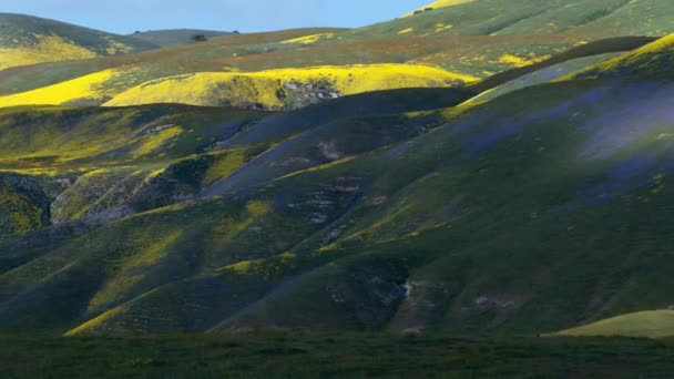 Carrizo Plain National Monument Phacelia Goldfields Flowers Time Lapse Shadow — Stock Video