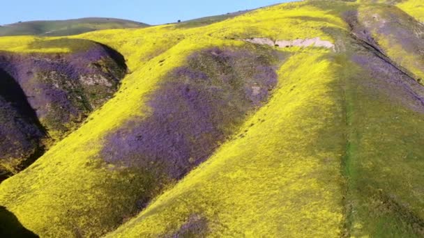 空中ショットゴールドフィールド紫のタンジーの花スーパーブルーム山カリゾ平原近くの尾根国立記念碑後方 — ストック動画