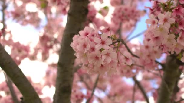 Cherry Blossom Axis Dolly Shot Spring Flowers Pan Tilt Left — стоковое видео