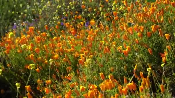 Kalifornien Super Bloom 2019 Vallmo Våren Blommor Sjön Helsingör Usa — Stockvideo