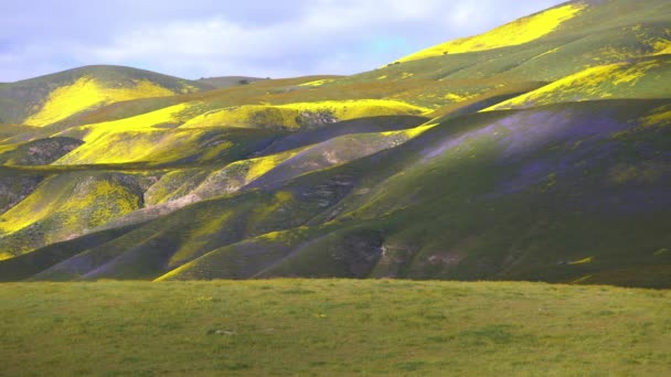 Carrizo Plain Monumento Nacional California Goldfields Tansy Phacelia Flowers Super — Vídeos de Stock