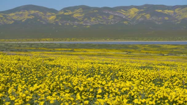 Soda Lake Carrizo Plain National Monument Usa California Goldfields Flowers — Stock Video