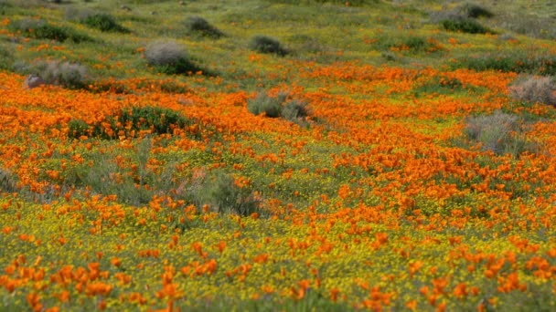 Antelope Valley Super Bloom 2019 California Poppy Wiosenne Kwiaty — Wideo stockowe