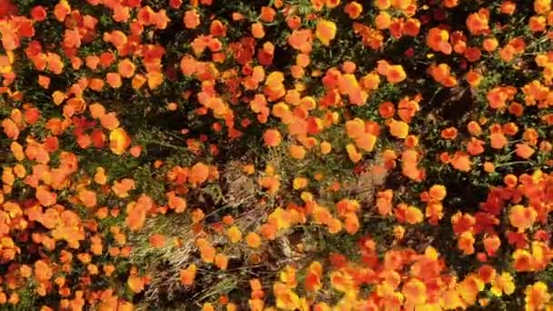 California Poppy Super Bloom Bird Eye View Walker Canyon Aerial — Vídeos de Stock