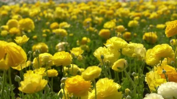Ran Düğünçiçeği Sarı Ranunculus Asiaticus — Stok video