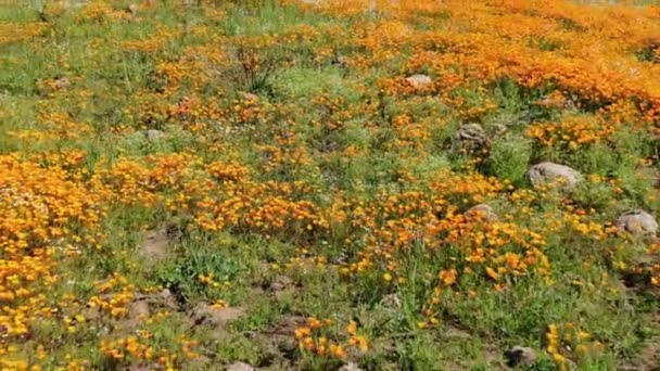 California Poppy Super Bloom Walker Canyon Aerial Shot Usa Volver — Vídeo de stock