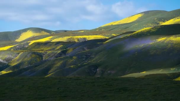 Carrizo Plain National Monument Phacelia Goldfields Blommor Time Lapse Shadow — Stockvideo