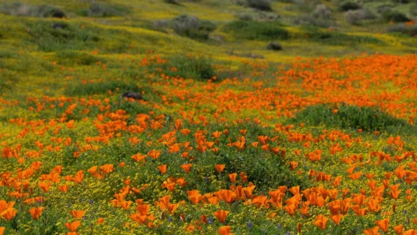 Antelope Valley Super Bloom 2019 California Poppy Spring Flowers — Stock Video