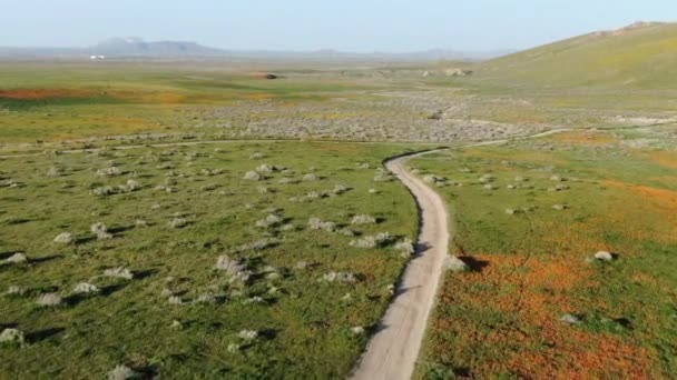 Antelope Valley Super Bloom Poppy Łące California Aerial Shot Widok — Wideo stockowe