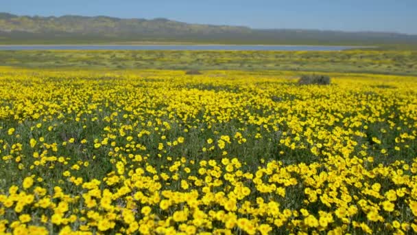 Soda Gölü Carrizo Ovası Ulusal Anıt Abd Kaliforniya Goldfields Çiçekleri — Stok video