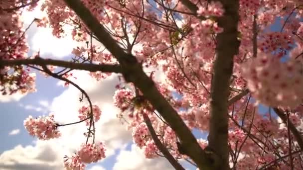 Bahar Mevsimi Kiraz Çiçeği Ağacı Eksen Dolly Pan Tilt Sağa — Stok video