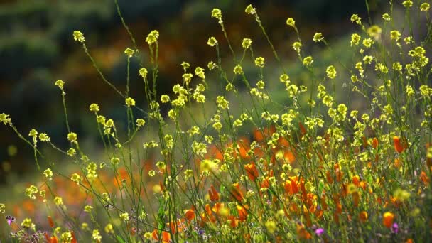 California Super Bloom 2019 Poppy Spring Flowers In Lake Elsinore USA — Stock Footage California Super Bloom 2019 Poppy Spring Flowers Lake Elsinore Usa Video Clip