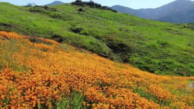 Kaliforniya Süper Çiçeği 2019 Poppy Çiçekleri Dengeleyicisi Elsinore Gölü ABD Forward Hills