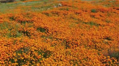 California Süper Bloom Dolly, Walker Kanyonu 'nda Amerikan forveti Poppy Flowers' ı vurdu.
