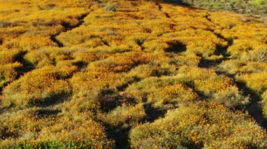 California Super Bloom Dolly Sunset USA 'da Poppy Flowers Walker Kanyonu' nu vurdu.