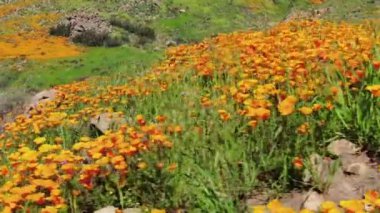 Kaliforniya Süper Çiçeği 2019 Dolly Poppy Flowers 'ı Elsinore Gölü' nde vurdu.