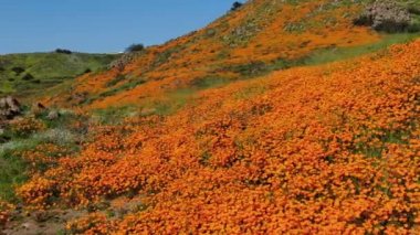 California Super Bloom Dolly, Walker Canyon ABD 'de Poppy Flowers çekti.