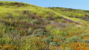 California Super Bloom Dolly, Walker Kanyonu 'nda Poppy Spring Flowers çekti.