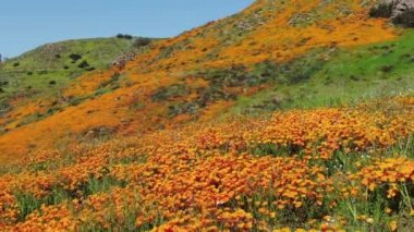 California Super Bloom 2019 Dolly, Elsinore Gölü 'nde Poppy Flowers çekti.