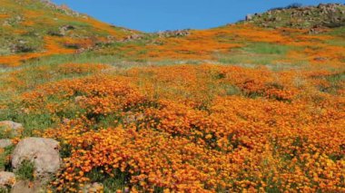 California Super Bloom Dolly, Walker Canyon ABD 'de Poppy Flowers' ı vurdu.