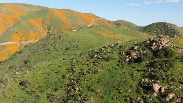 California Poppy Super Bloom Walker Canyon Aerial Shot Usa Forward — Vídeo de stock
