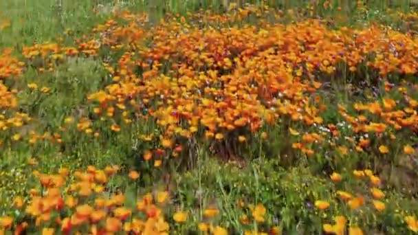 California Super Bloom 2019 Poppy Flowers Stabilizer Elsinore Gölü Nde — Stok video