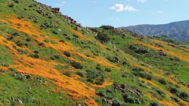 Kalifornien Super Bloom 2019 Flygfoto Poppy Blommor Lake Helsingör Usa — Stockvideo