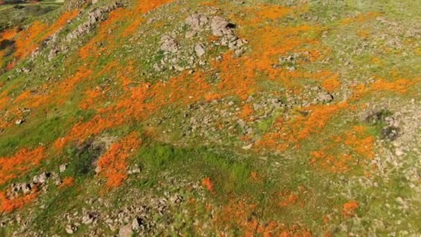 California Poppy Super Bloom Walker Canyon Aerial Shot Vista Del — Vídeo de stock