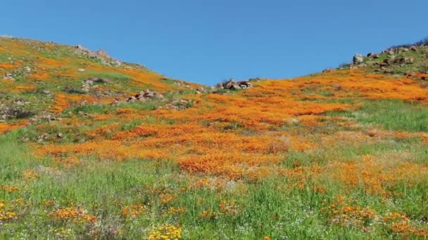 California Super Bloom 2019 Σταθεροποιητής Λουλουδιών Παπαρούνας Στη Λίμνη Elsinore — Αρχείο Βίντεο