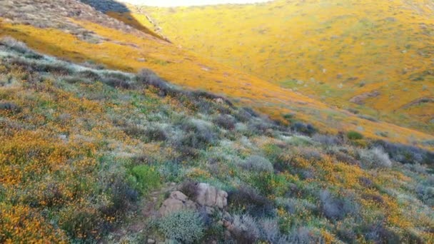 California Poppy Super Bloom Walker Canyon Aerial Shot Sunset Usa — стоковое видео