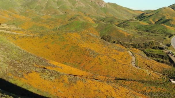 California Poppy Super Bloom Walker Canyon Aerial Shot Sunset Usa — Vídeo de stock