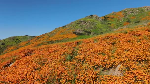 California Super Bloom Dolly Shot Poppy Květiny Walker Canyon Usa — Stock video