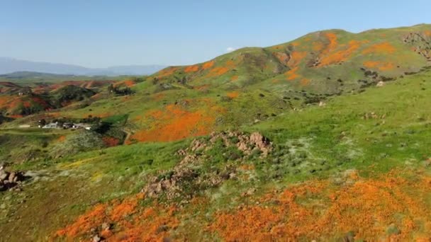 Califórnia Poppy Super Bloom Walker Canyon Voar Sobre Tiro Aéreo — Vídeo de Stock