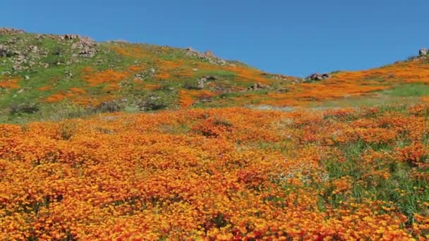 カリフォルニア スーパーブルーム2019 エルシノア湖のポピー花の安定剤 — ストック動画