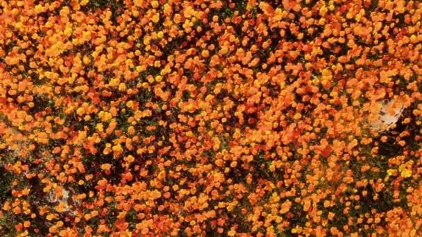California Poppy Super Bloom Bird Eye View Walker Canyon Aerial — Stock Video