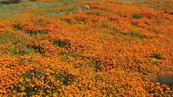 California Super Bloom Dolly Shot Flores Amapola Walker Canyon Usa — Vídeo de stock