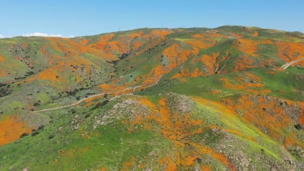California Super Bloom 2019 Aerial Shot Poppy Flowers Lake Elsinore — Vídeos de Stock