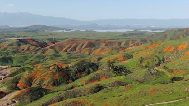 California Poppy Super Bloom Walker Canyon Letecký Shot Usa Forward — Stock video